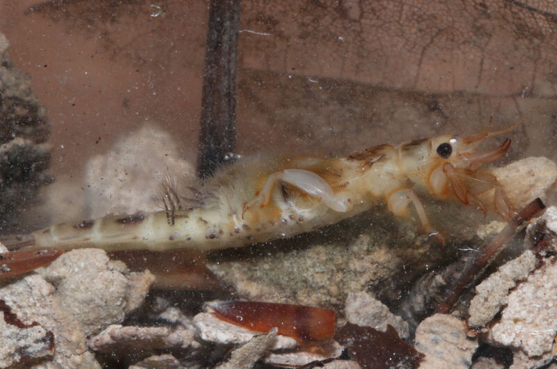 Die Larven der Dänischen Eintagsfliege (Ephemera danica) graben sich durch das Substrat des Gewässergrundes und filtern organisches Material als Nahrung heraus.