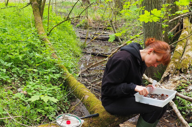 Eine Forscherin bei der Untersuchung der Wirbellosen an einem Kalkquellbach im Eichsfeld.