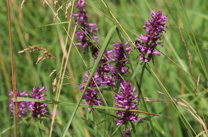 Die Echte Betonie (Betonica officinalis) ist aufgrund des Verschwindens von Feuchtwiesen in Thüringen selten geworden.