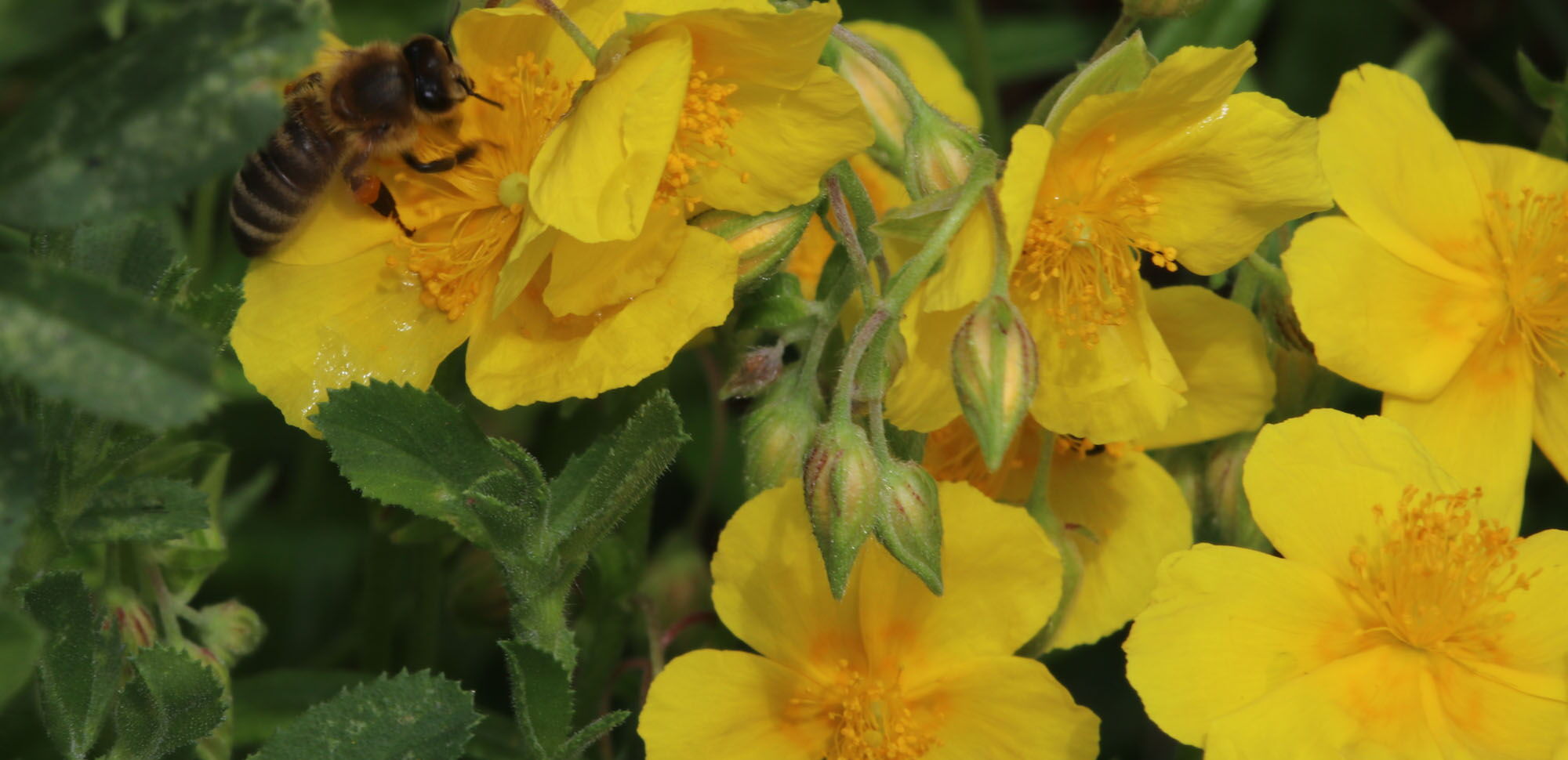 Eine gefährdete Lebensgemeinschaft: Für die Honigbiene sind die Blüten des Gelben Sonnenröschens (Helianthemum nummularium) ergiebige Futterquellen.