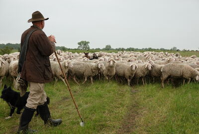 Schäfer mit Hund und Schafen bei der Landschaftspflege im Hainich