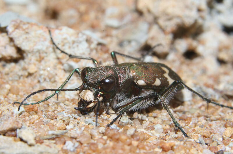 Auge in Auge mit einem im Eichsfeld nur selten vorkommenden Berg-Sandlaufkäfer (Cicindela silvicola).