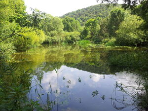 Bereits 2014 diente der Teich wieder als Lebensraum für Kammmolch, Laubfrosch und Eisvogel.