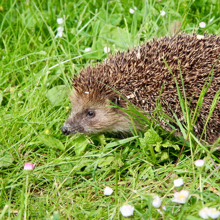 Igel im Gras