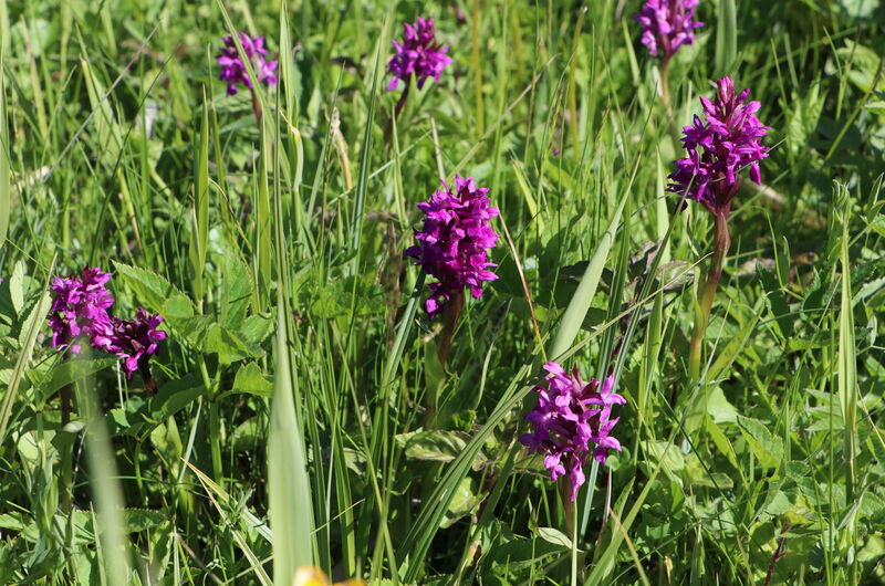 Form, Farbe und Flecken sind bei der Breitblättrigen Kuckucksblume (Dactylorhiza majalis) sehr variabel.