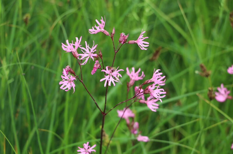Die Kuckucks-Lichtnelke (Silene flos-cuculi) ist eine Feuchtwiesenart. Sie braucht nährstoffarme Standortverhältnisse und fehlt deshalb im überdüngten Grünland.