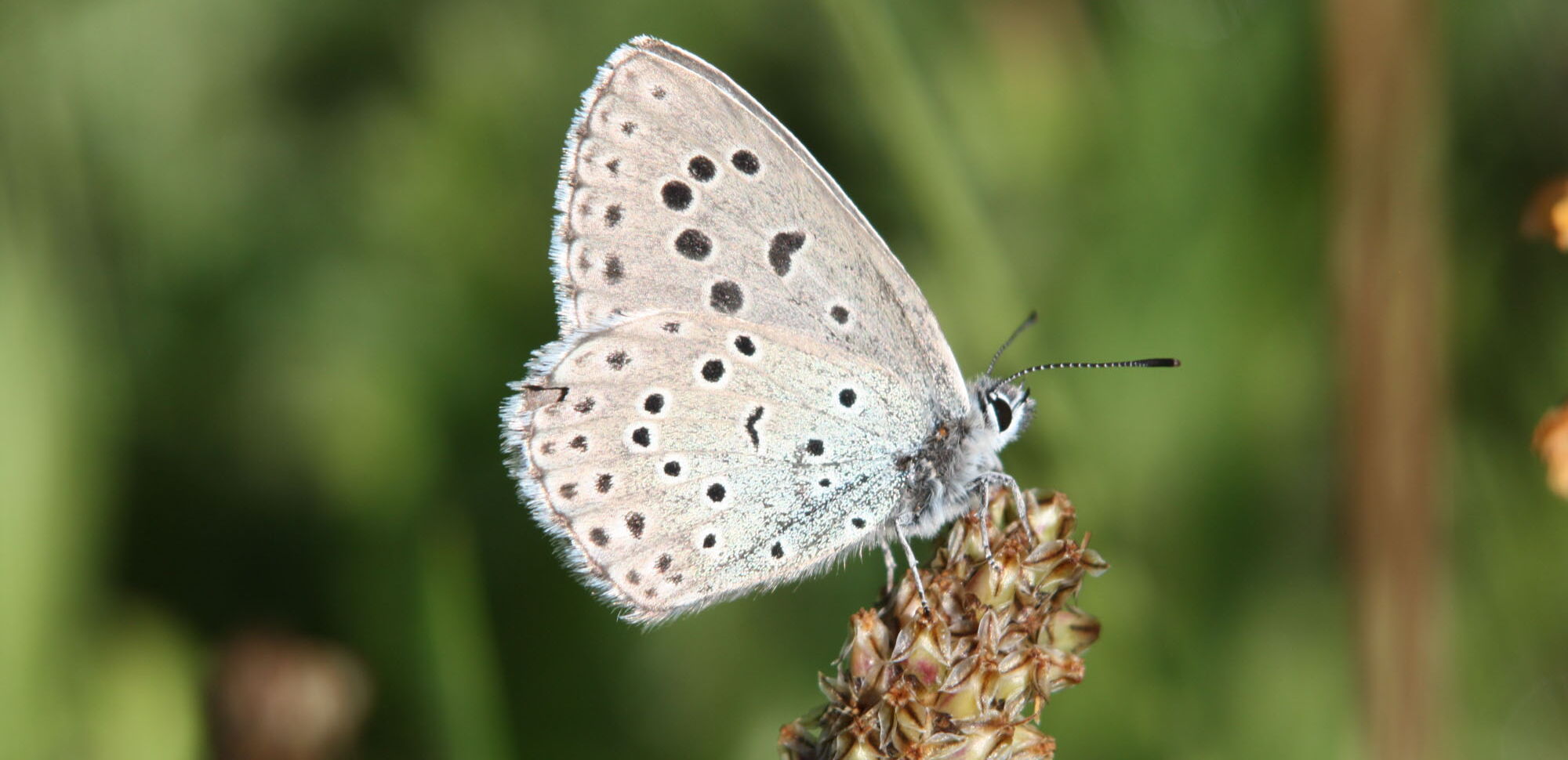 Ein Männchen des Thymian-Ameisenbläulings (Phengaris arion). Der sitzende Falter klappt seine Flügel meist zusammen.
