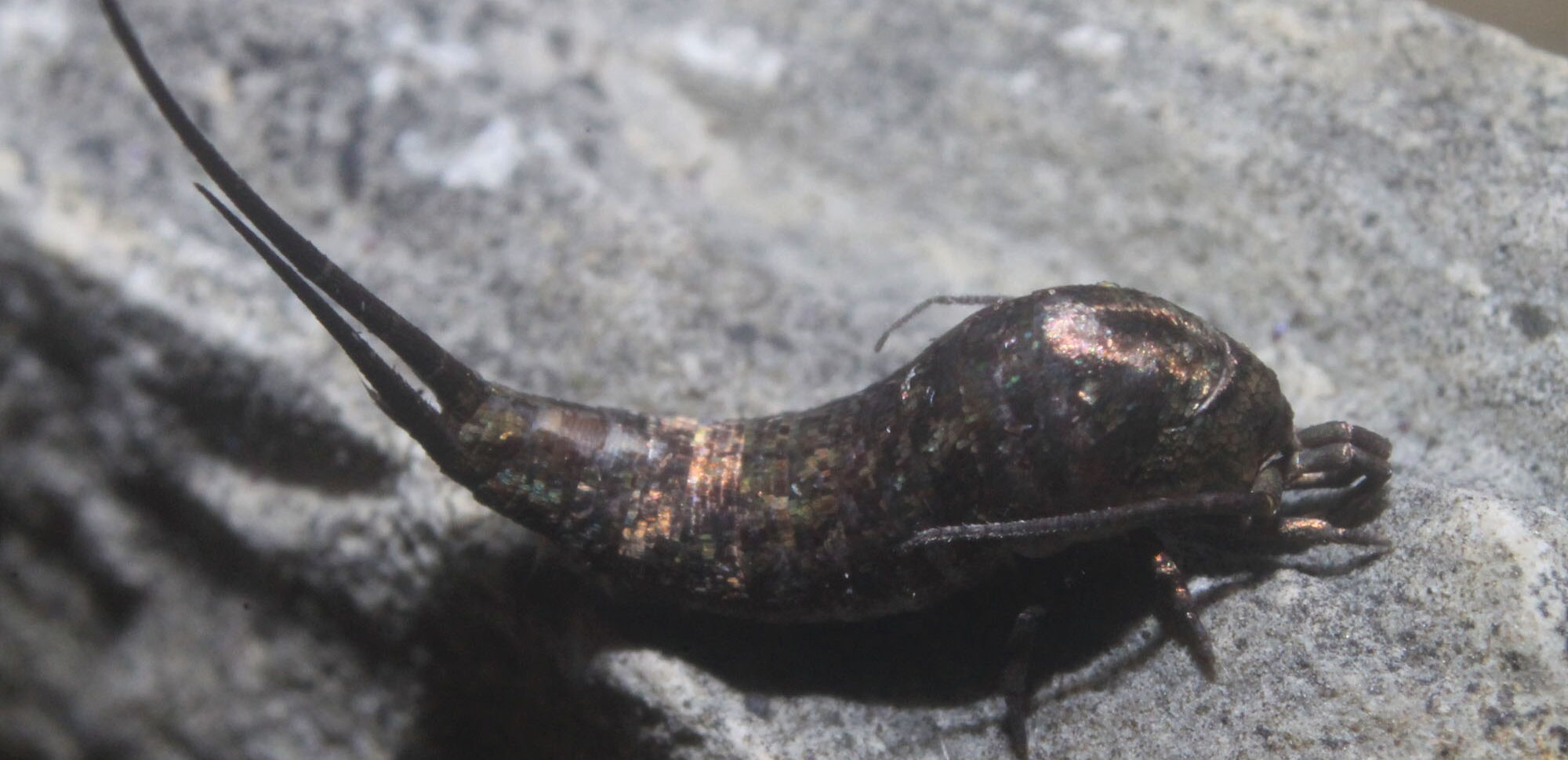 Der Felsenspringer (Dilta hibernica) ist ein lebendes Fossil.