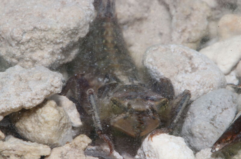 Die Larven der Gestreiften Quelljungfer (Cordulegaster bidentata) lauern eingegraben im Gewässergrund auf Beutetiere.