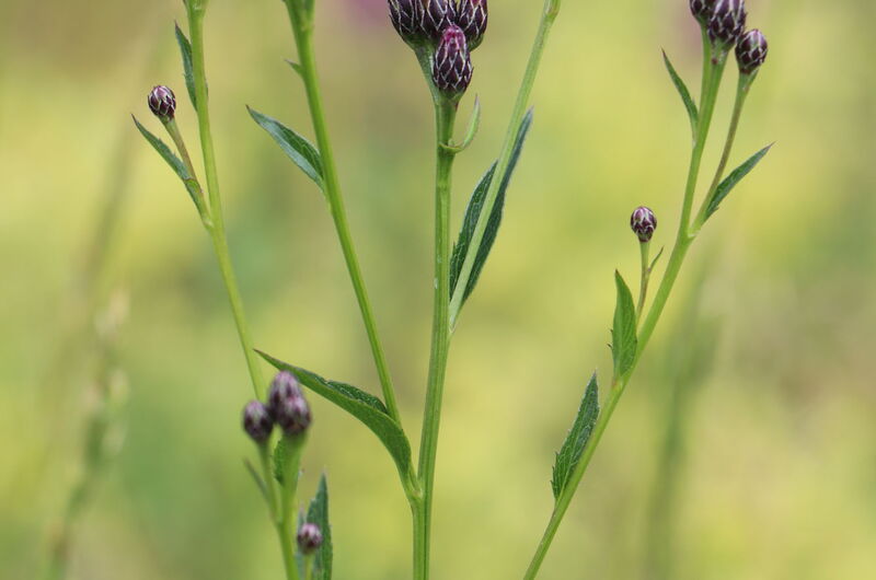 Die Färber-Scharte (Serratula tinctoria) wurde früher als Färberpflanze verwendet. Sie ist heute in Thüringen selten.
