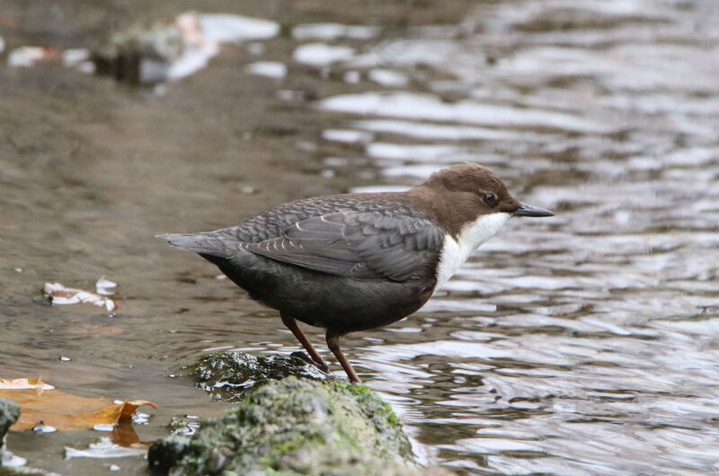 Die Wasseramsel (Cinclus cinclus) besiedelt saubere Bäche im Eichsfeld.