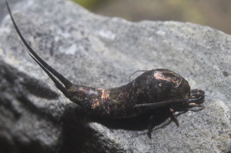 Der Felsenspringer (Dilta hibernica) ist ein lebendes Fossil.