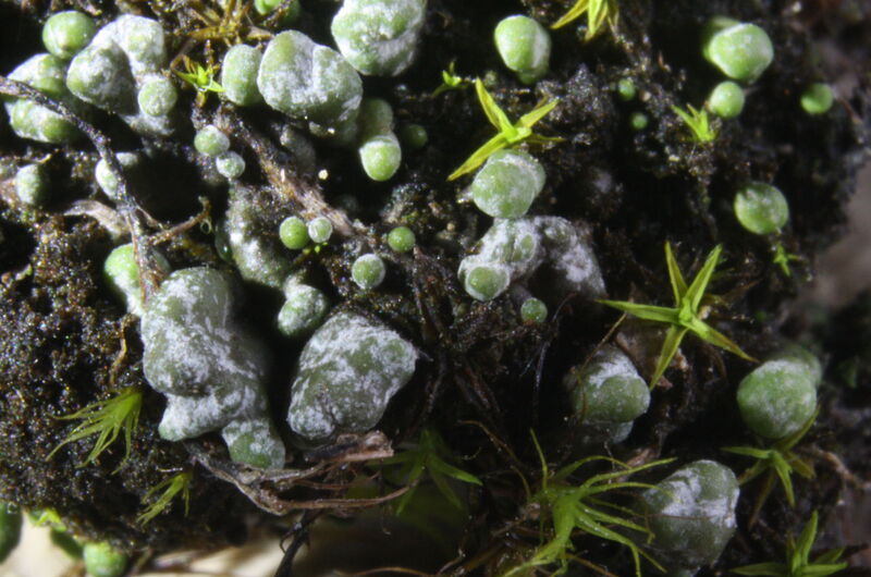 Die Gefleckte Blasenkruste (Toninia physaroides) ist eine seltene Erdflechte der Trockenrasen im Naturpark.