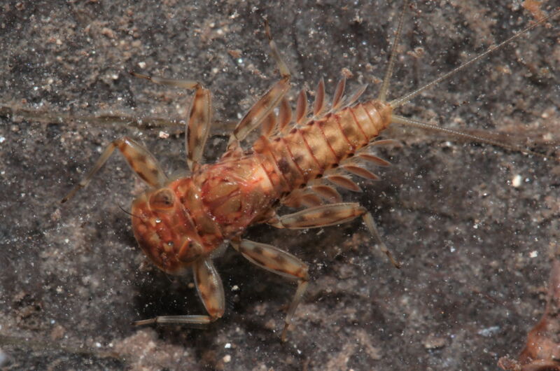Die Larven der Eintagsfliege sind flach gebaut, so dass sie der Strömung im Quellbach widerstehen können.