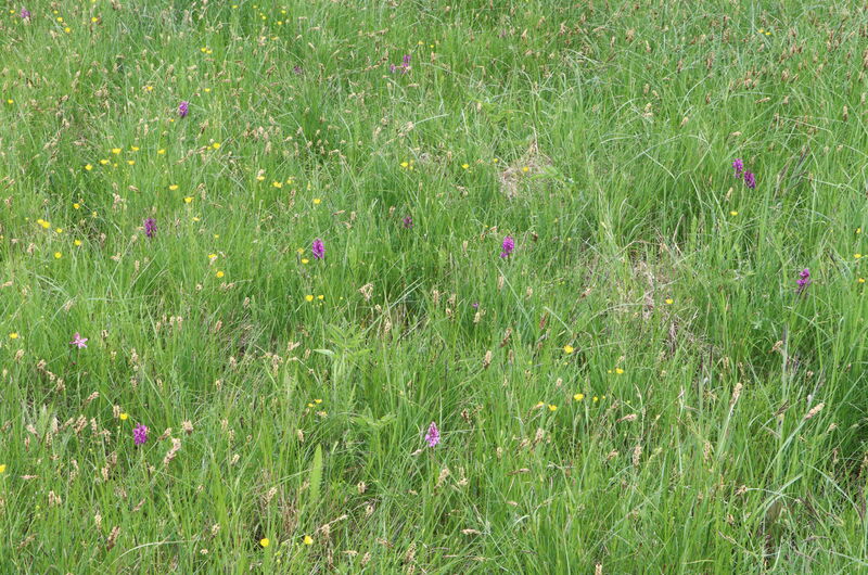 In der Binsenwiese kommen die Breitblättrige Kuckucksblume (Dactylorhiza majalis), die Fuchs-Kuckucksblume (Dactylorhiza fuchsii) sowie ihr natürlicher Hybrid Dactylorhiza × braunii vor.