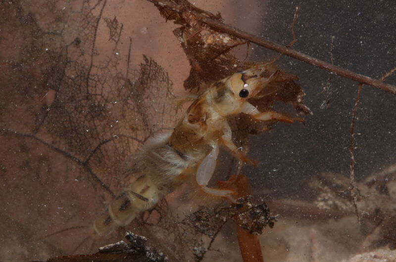 Die Larven der Dänischen Eintagsfliege (Ephemera danica) entwickeln  sich zwei oder noch mehr Jahre im Fließgewässer.
