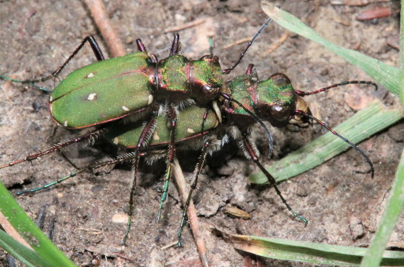Feld-Sandlaufkäfer (Cicindela campestris) bei der Paarung, wie sie im Frühjahr und Frühsommer beobachtet werden kann. Nach dem Eierlegen sterben die erwachsenen Tiere.