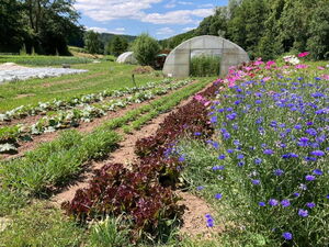 Zu sehen ist ein Feld im Grünen. Darauf verschiedene Reihen mit Gemüsepflanzen und einem Gewächshaus im Hintergrund.