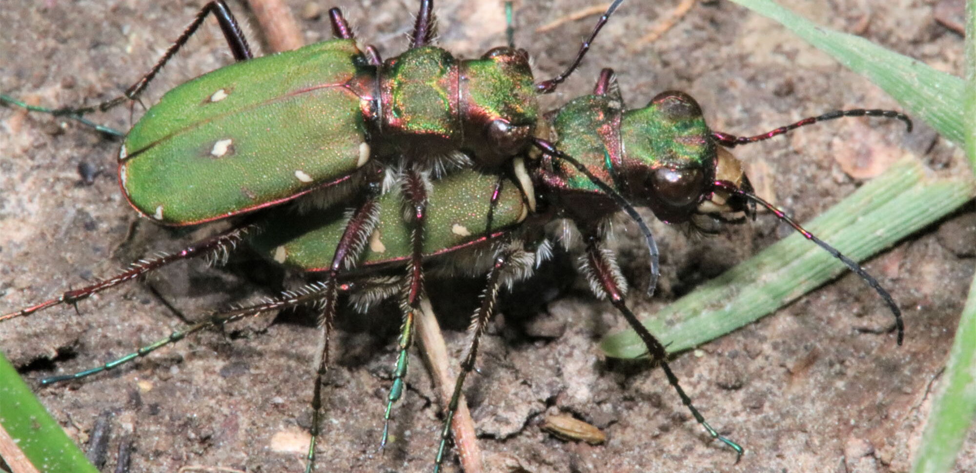 Feld-Sandlaufkäfer (Cicindela campestris) bei der Paarung, wie sie im Frühjahr und Frühsommer beobachtet werden kann. Nach dem Eierlegen sterben die erwachsenen Tiere.