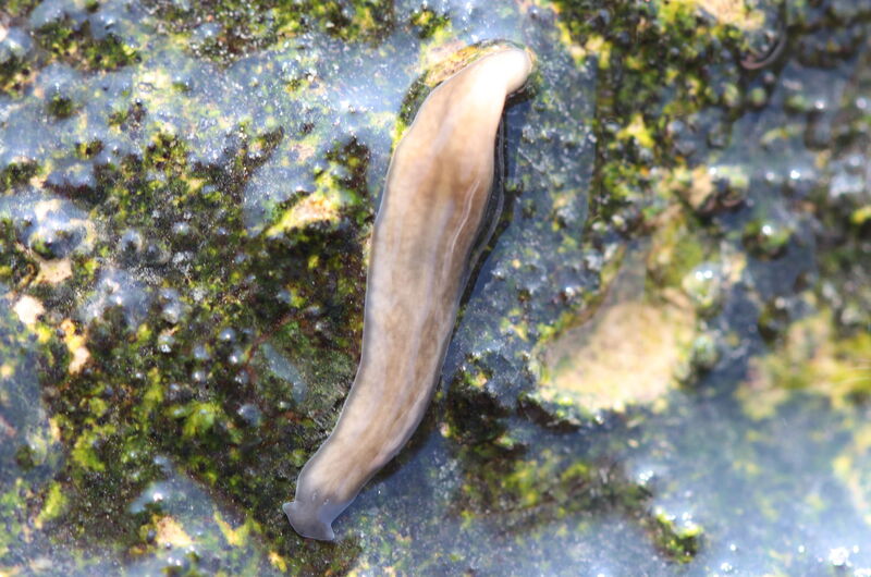 Der Alpenstrudelwurm (Crenobia alpina) lebt als Räuber in den Kalktuffquellen des Eichsfeldes.
