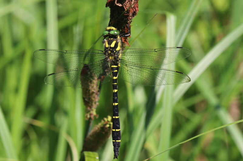 Die Gestreifte Quelljungfer (Cordulegaster bidentata) gehört mit 8 cm Länge und einer Flügelspannweite von 10 cm zu den größten heimischen Libellen.