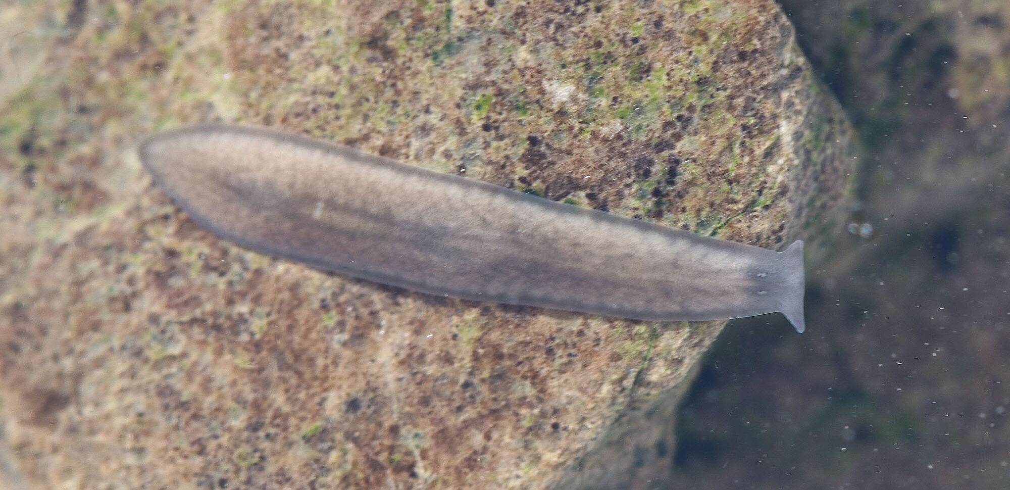 Ein Alpenstrudelwurm (Crenobia alpina) in einem natürlichen Quellbach im Obereichsfeld.