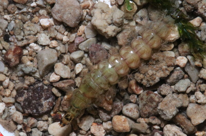 Die Larven der Köcherfliegengattung Rhyacophila bauen keine Köcher. Sie sind Anzeiger für eine sehr gute Wasserqualität.