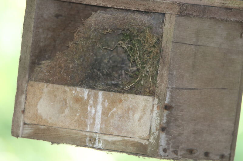 Das Nest einer Wasseramsel (Cinclus cinclus) in einem Nistkasten.