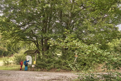 Wanderer informieren sich an einer Infotafel am sogenannten Maikäferbaum im Mihlaer Tal