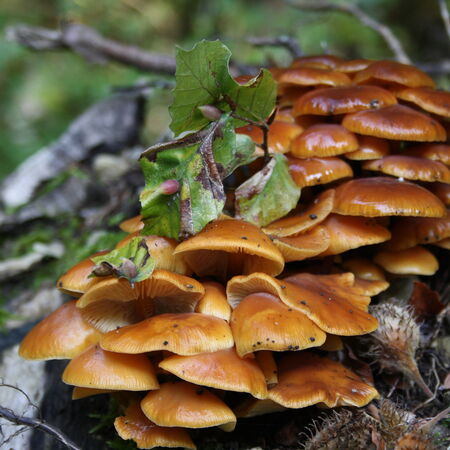 Das Stockschwämmchen ist nicht nur ein beliebter Speisepilz, sondern gilt in der Naturheilkunde auch als Heilpilz. Es enthält Stoffe, die krebshemmend, antibiotisch und antiviral wirken.