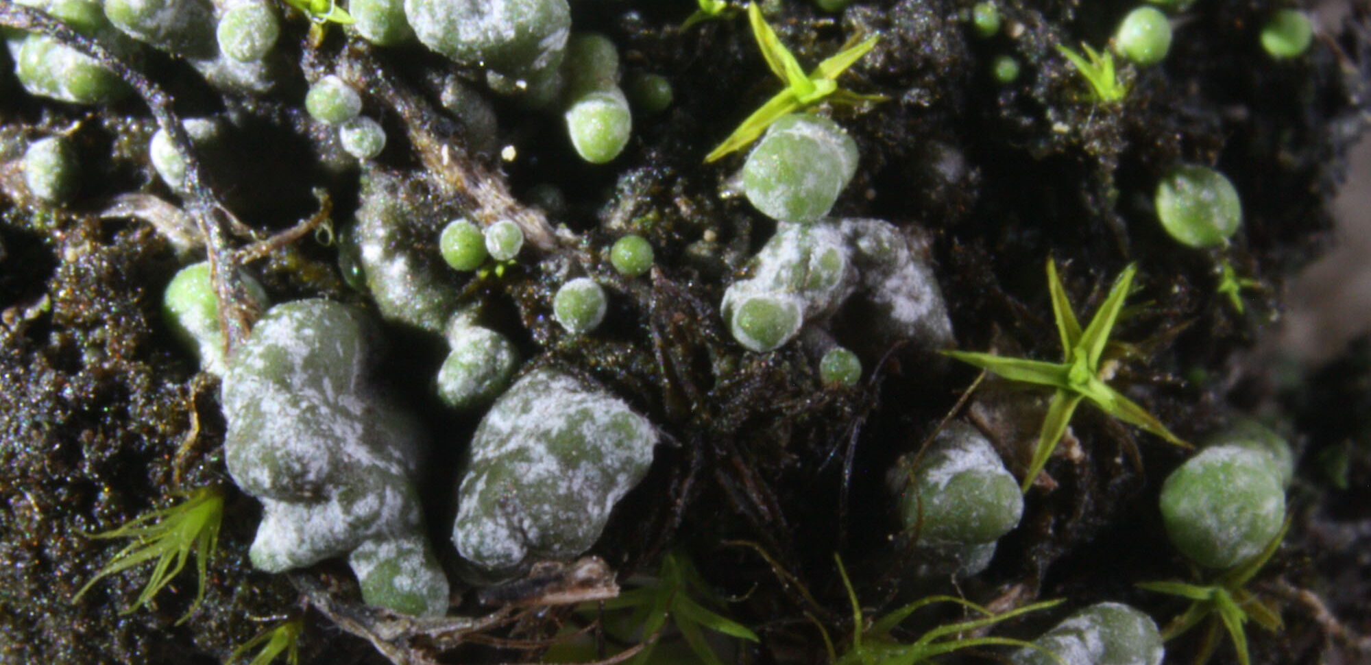 Die Gefleckte Blasenkruste (Toninia physaroides) ist eine seltene Erdflechte der Trockenrasen im Naturpark.