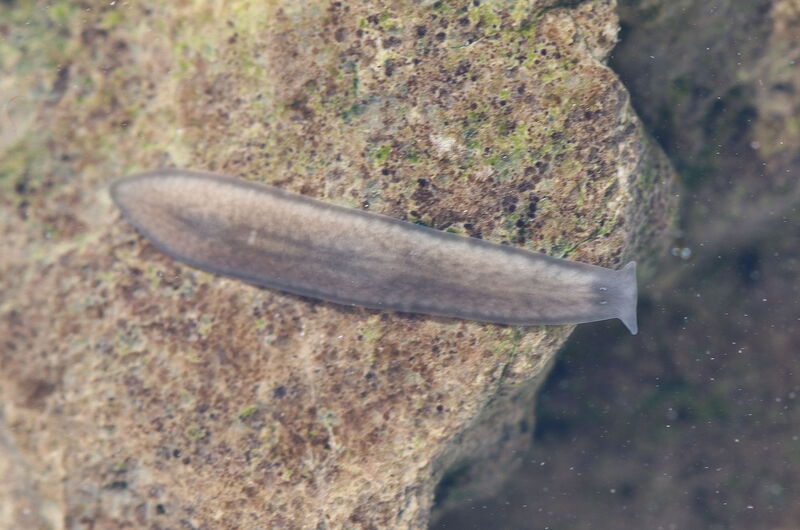 Ein Alpenstrudelwurm (Crenobia alpina) in einem natürlichen Quellbach im Obereichsfeld.