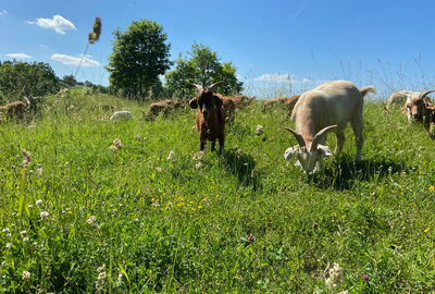 Creuzburger Ziegen weiden im Naturschutzgebiet