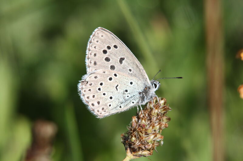 Ein Männchen des Thymian-Ameisenbläulings (Phengaris arion). Der sitzende Falter klappt seine Flügel meist zusammen.