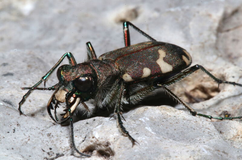 Als Tiere mit gutem Sehvermögen, sind Berg-Sandlaufkäfer (Cicindela silvicola) tagaktiv.