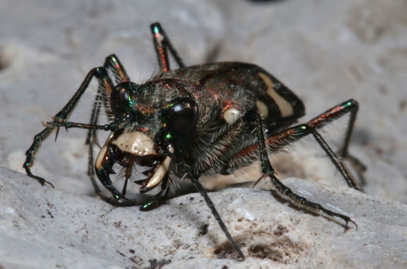 Die sichelförmig angeordneten und dolchartig gezähnte Mandibeln befähigen den Berg-Sandlaufkäfer (Cicindela silvicola) zum Töten auch wehrhafter Beutetiere.