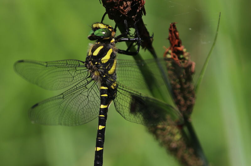 Die Gestreifte Quelljungfer (Cordulegaster bidentata) ist, trotz ihrer Größe und auffälligen Färbung in ihrem mitten im Wald befindlichen Lebensräumen nur schwer zu entdecken.