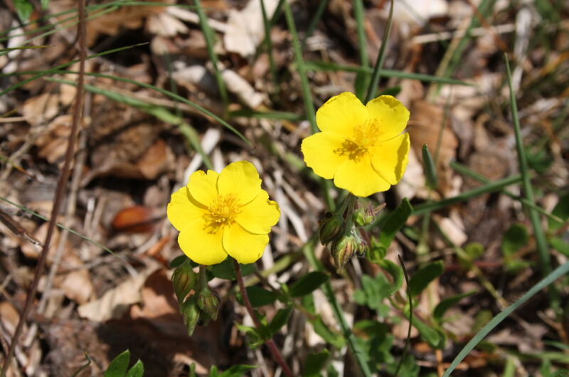 Seine Gattung ist vor allem im Mittelmeerraum zu Hause. Auf wärme- und trockenheitsbegünstigten Standorten im Naturpark, bringt das Gelbe Sonnenröschen (Helianthemum nummularium) ein mediterranes Flair.