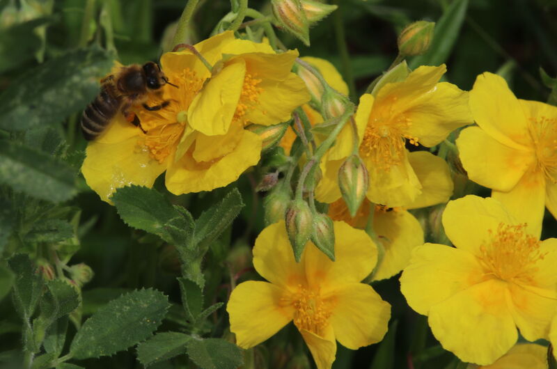 Eine gefährdete Lebensgemeinschaft: Für die Honigbiene sind die Blüten des Gelben Sonnenröschens (Helianthemum nummularium) ergiebige Futterquellen.