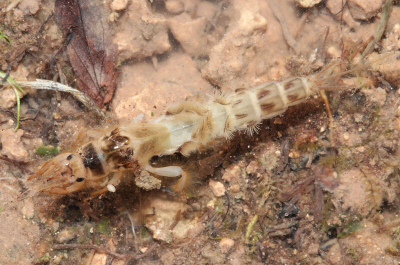 Eine Larve der Dänischen Eintagsfliege (Ephemera danica) in einem Waldbach im Eichsfeld.