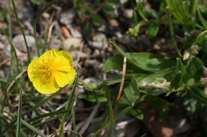 Das Gelbe Sonnenröschen (Helianthemum nummularium) trägt seinen Namen zurecht. Nur bei warmem und sonnigem Wetter öffnet es seine Blüten.