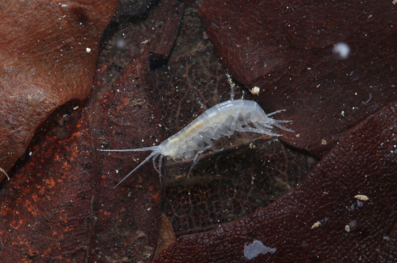 Ein farb- und augenloser Höhlenflohkrebs (Niphargus schellenbergi) aus einem Kalkbachquelle im Eichsfeld.