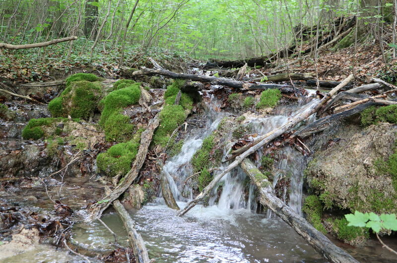 Kalktuffreicher Quellbach im Eichsfeld