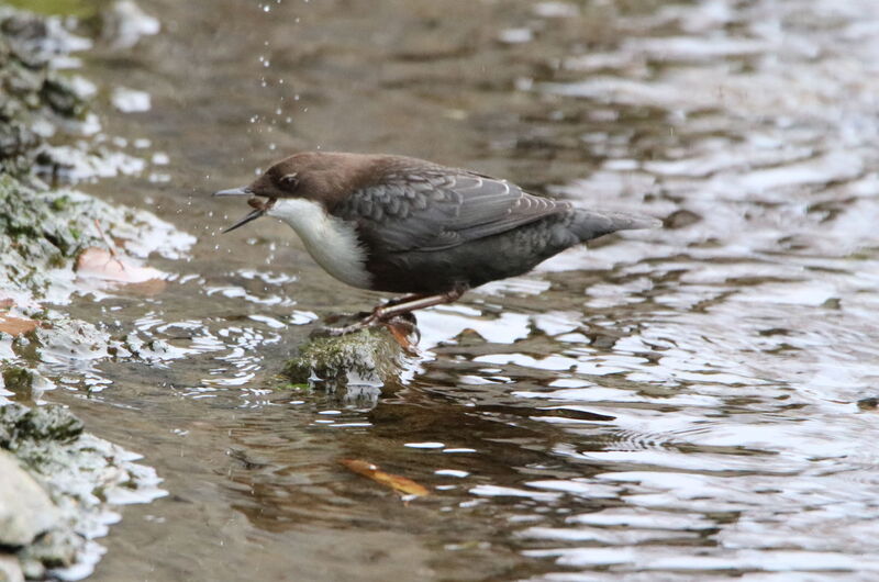 Ihre Nahrung suchen sich Wasseramseln (Cinclus cinclus) meist direkt im Wasser. Dazu tauchen sie auch.