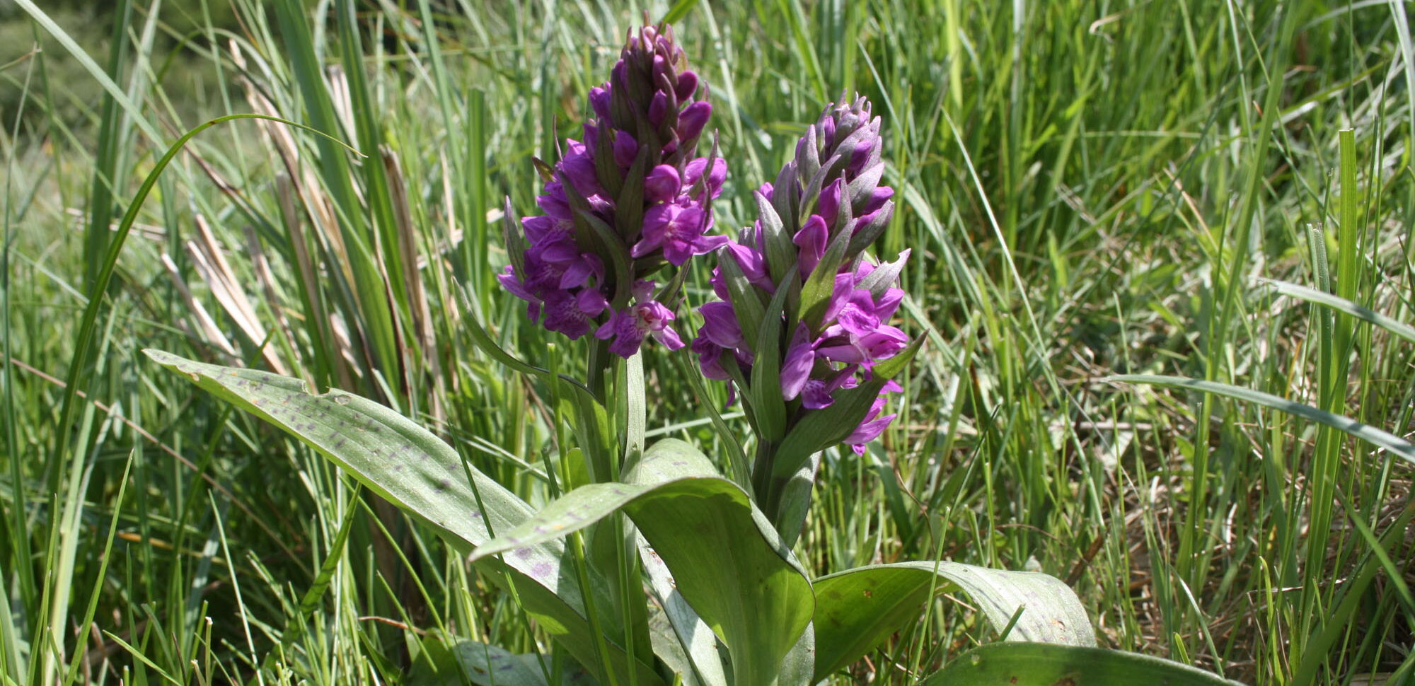 Breitblättrige Kuckucksblume, Breitblättriges Knabenkraut oder Breitblättrige Fingerwurz sind gebräuchliche Synonyme für die Orchidee Dactylorhiza majalis.