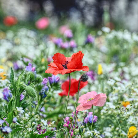 Blumenwiese, Mohn, Natternkopf, bunte Wiese