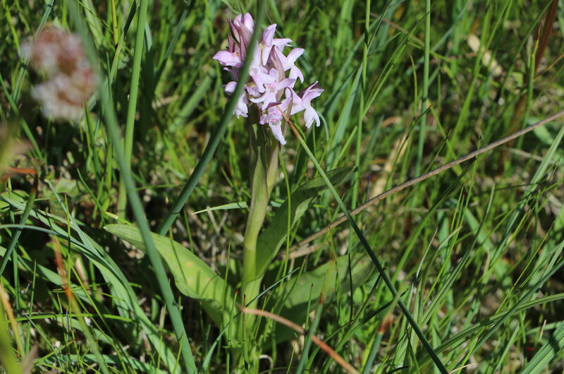 Seltene weißblütige Form der Breitblättrigen Kuckucksblume (Dactylorhiza majalis).