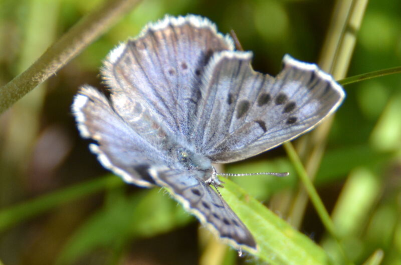 Der Thymian-Ameisenbläuling (Phengaris arion) bewohnt kurzrasige, meist beweidete Magerrasen mit Thymian, in welchem auch die Knotenameise Myrmica sabuleti vorkommt.