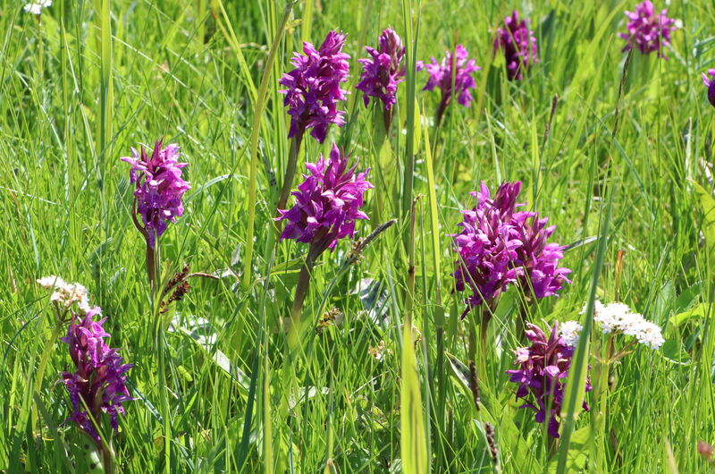 Breitblättrige Kuckucksblume (Dactylorhiza majalis). Der wissenschaftliche Namenszusatz „majalis“ bedeutet in der Übersetzung „im Mai wachsend“ und beschreibt die Blütezeit dieser Orchidee.