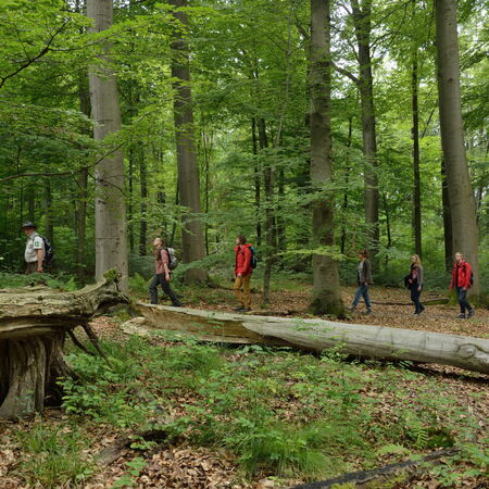 Ranger führt Wanderer durch Nationalpark Hainich